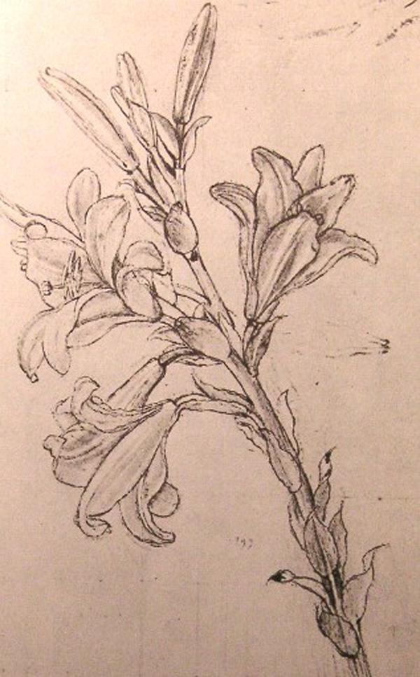 30 Beautiful Flower Drawings