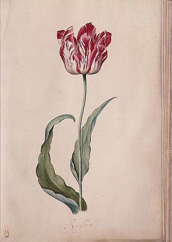 30 Beautiful Flower Drawings