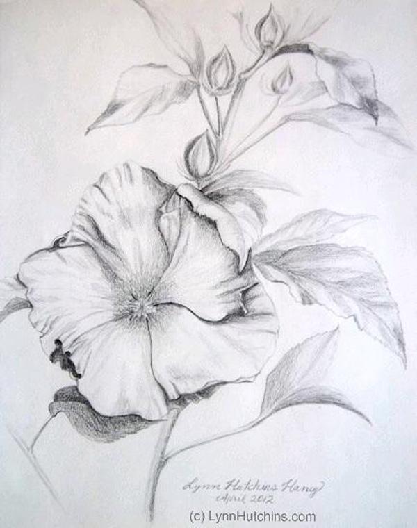 30 Beautiful Flower Drawings