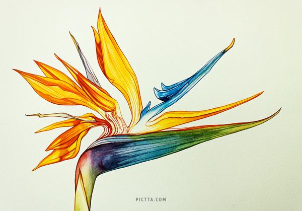 30 Beautiful Flower Drawings