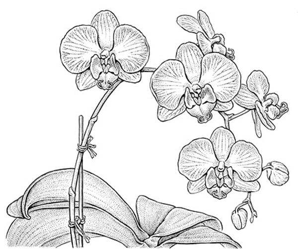 30 Beautiful Flower Drawings