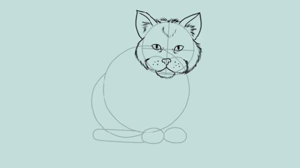 How to Draw a Cat