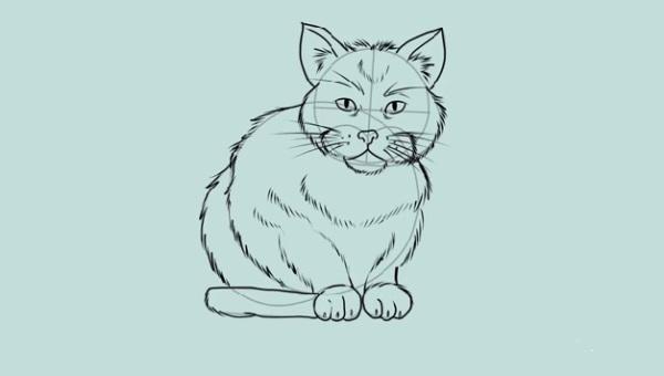 How to Draw a Cat