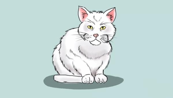 How to Draw a Cat