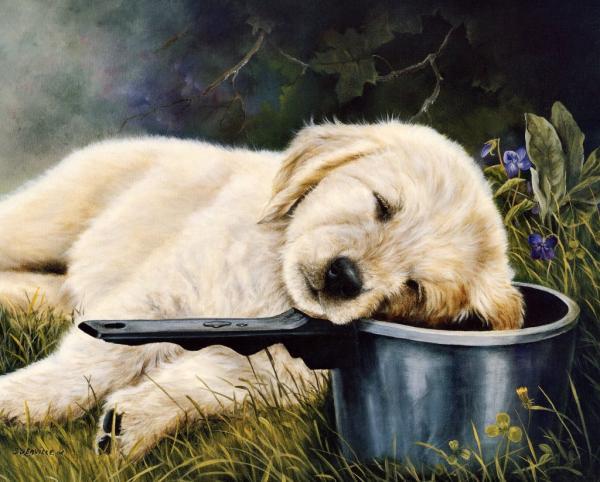 Paintings by Shirley Deaville