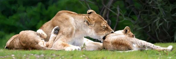 Lions Paintings by Paul Miners