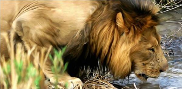 Lions Paintings by Paul Miners