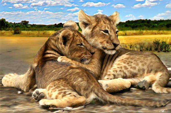 Lions Paintings by Paul Miners