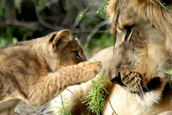 Lions Paintings by Paul Miners