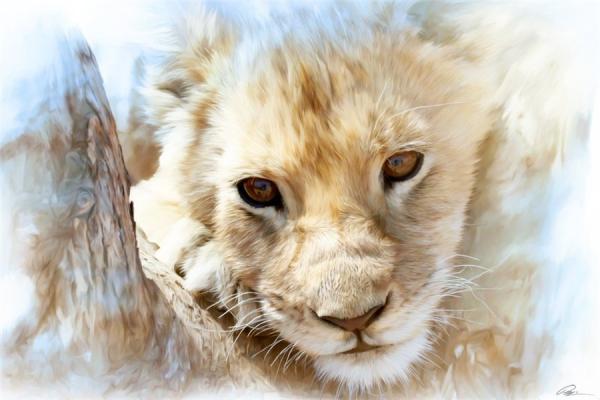 Lions Paintings by Paul Miners