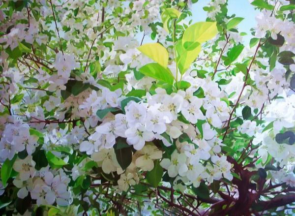 Flower Paintings Andrey Nikulin