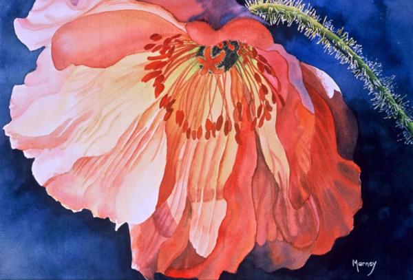 Watercolour Flower Paintings by Marney Ward