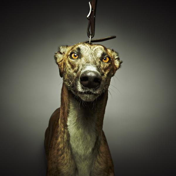 The Lure Series