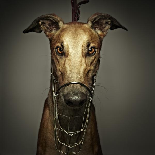 The Lure Series