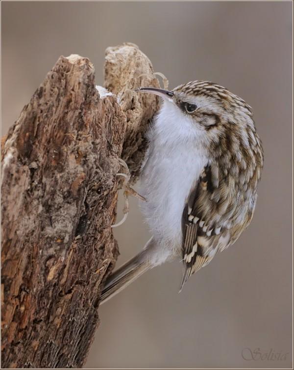 Bird Photography by Anna Solisia