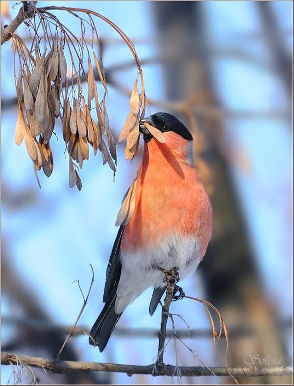 Bird Photography by Anna Solisia