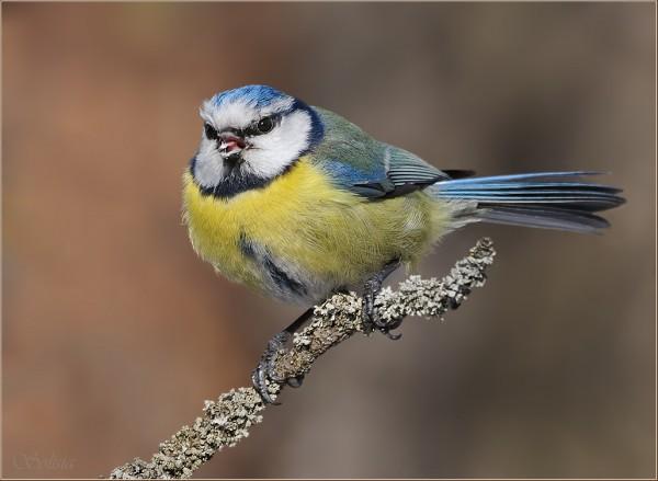 Bird Photography by Anna Solisia