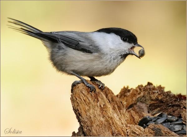 Bird Photography by Anna Solisia