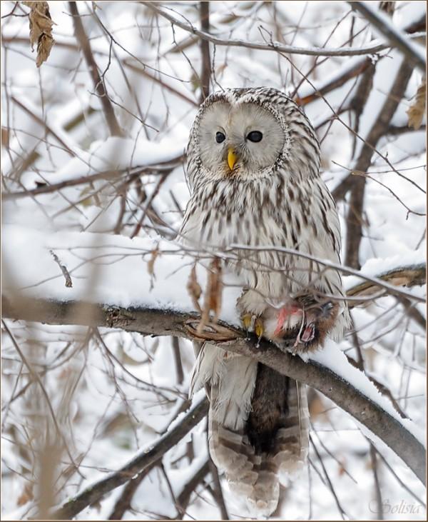 Bird Photography by Anna Solisia