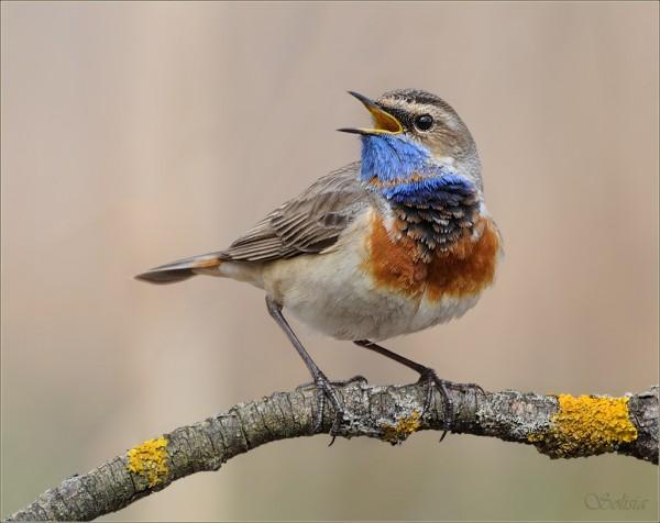 Bird Photography by Anna Solisia