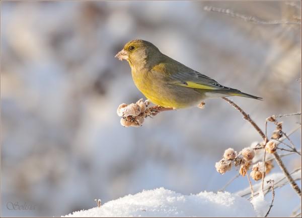 Bird Photography by Anna Solisia