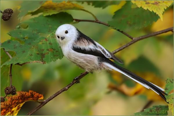 Bird Photography by Anna Solisia