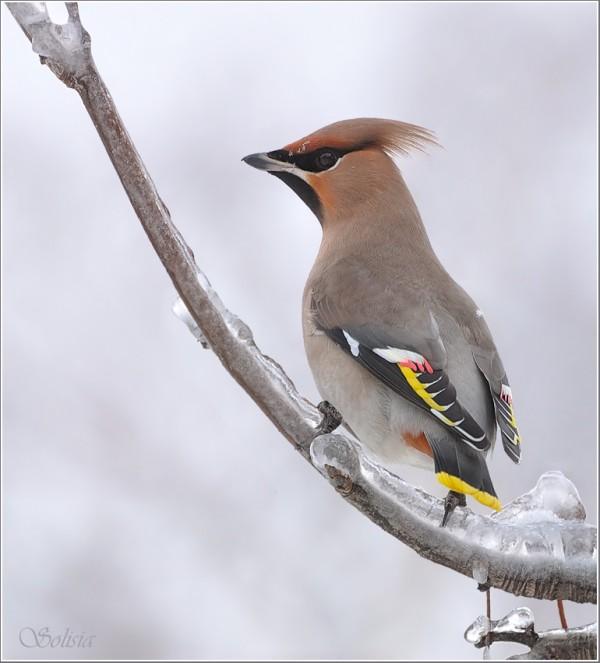 Bird Photography by Anna Solisia