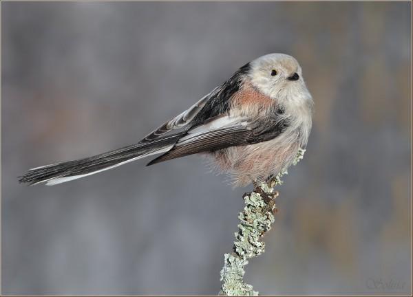 Bird Photography by Anna Solisia