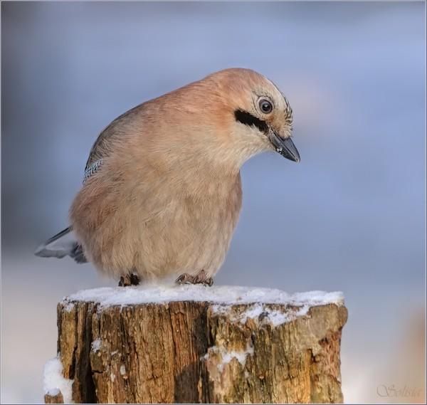 Bird Photography by Anna Solisia