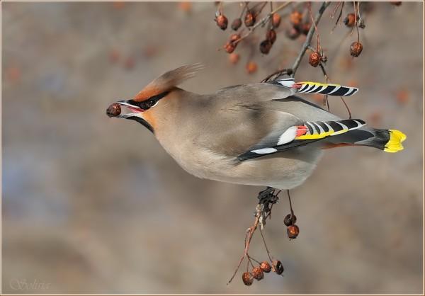 Bird Photography by Anna Solisia