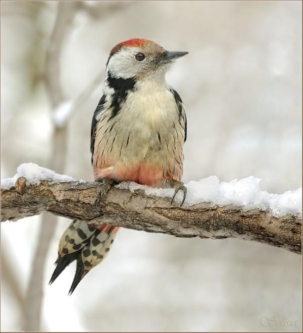 Bird Photography by Anna Solisia
