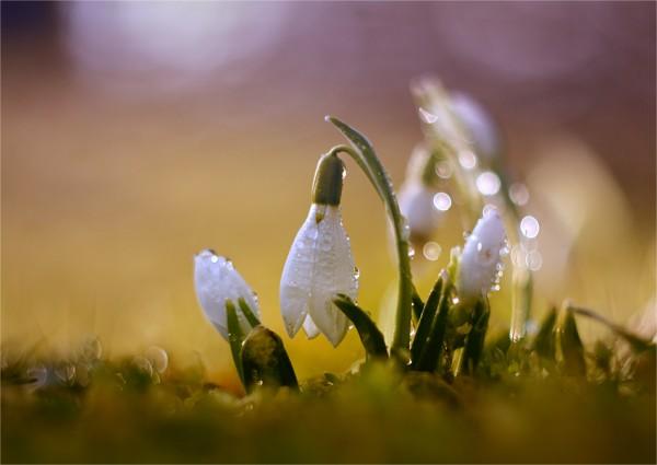 Macro Photography by Natalia Ova