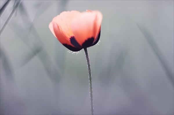 Macro Photography by Natalia Ova