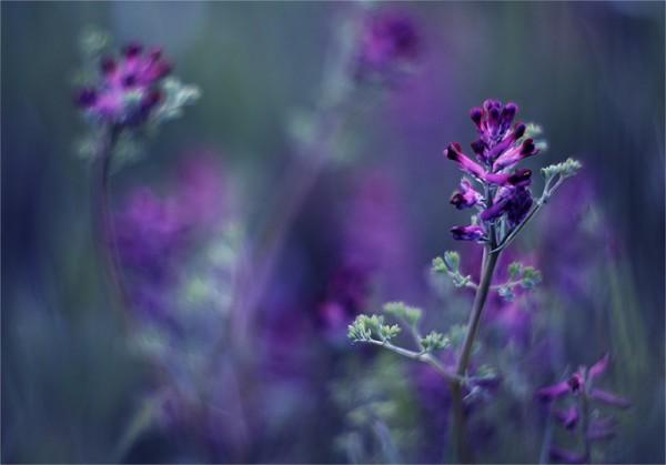Macro Photography by Natalia Ova