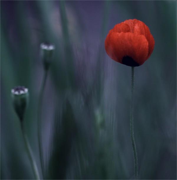Macro Photography by Natalia Ova