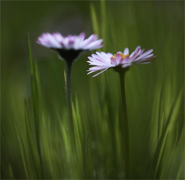 Macro Photography by Natalia Ova