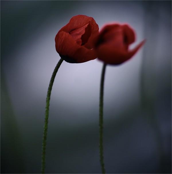 Macro Photography by Natalia Ova
