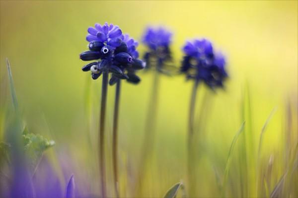 Macro Photography by Natalia Ova
