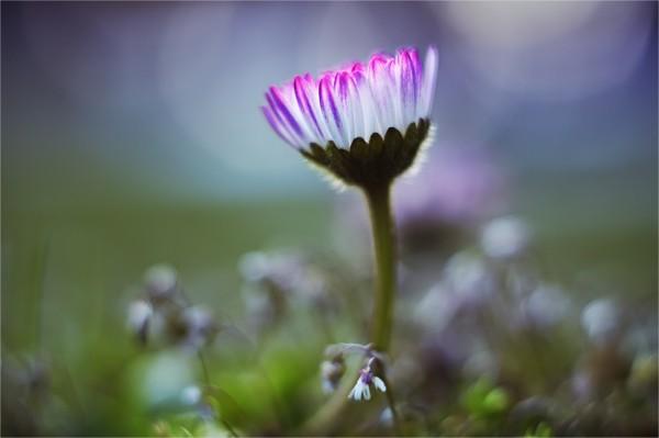 Macro Photography by Natalia Ova