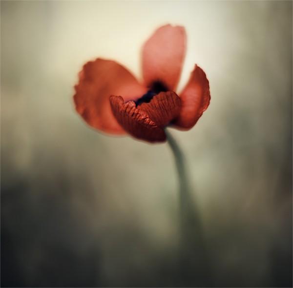 Macro Photography by Natalia Ova