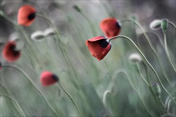 Macro Photography by Natalia Ova