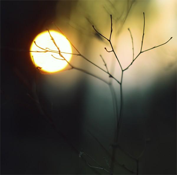 Macro Photography by Natalia Ova