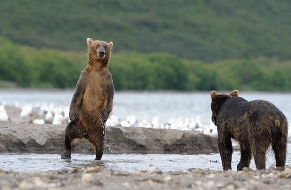Lifes of Russian Wild Animals