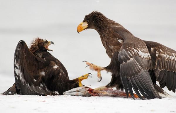 Lifes of Russian Wild Animals