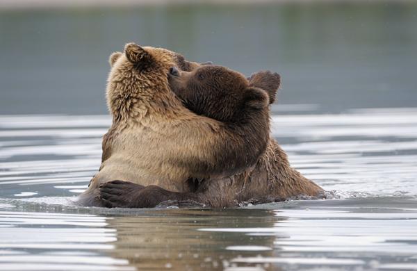 Lifes of Russian Wild Animals