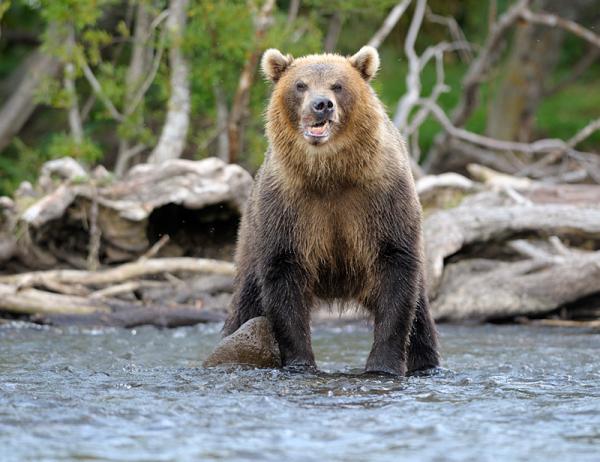 Lifes of Russian Wild Animals
