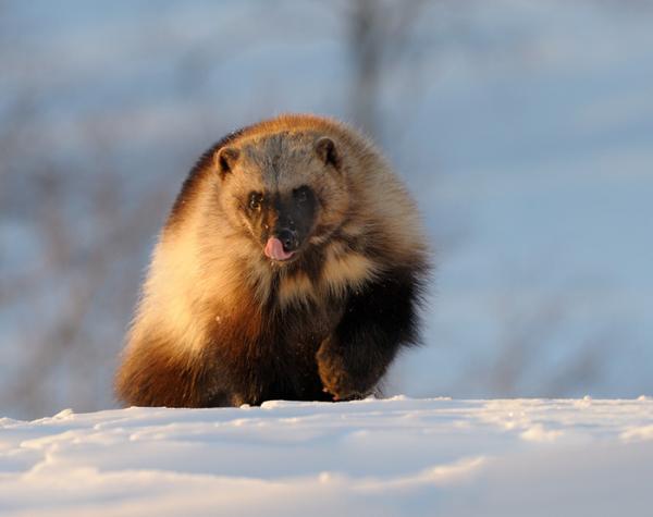 Lifes of Russian Wild Animals