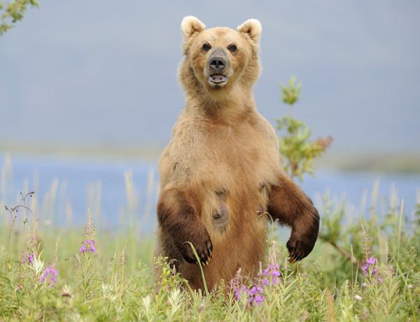 Lifes of Russian Wild Animals