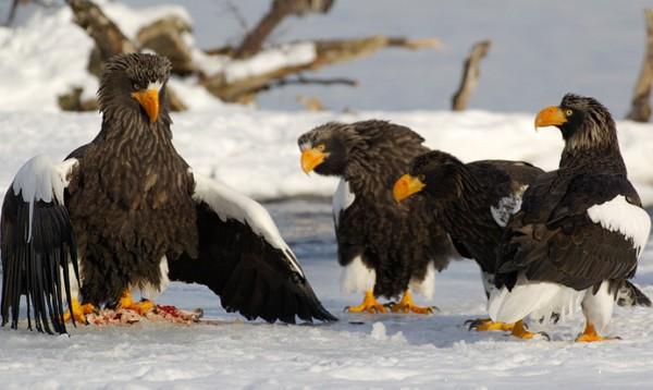 Lifes of Russian Wild Animals