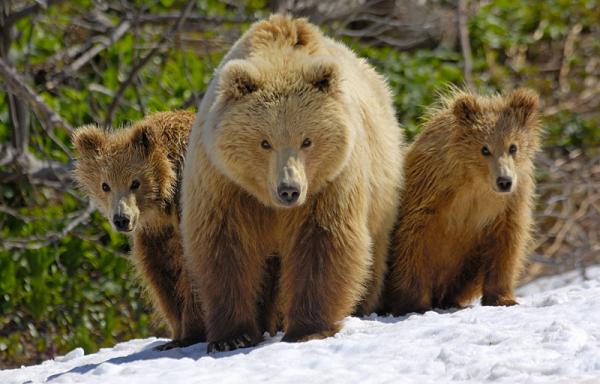 Lifes of Russian Wild Animals